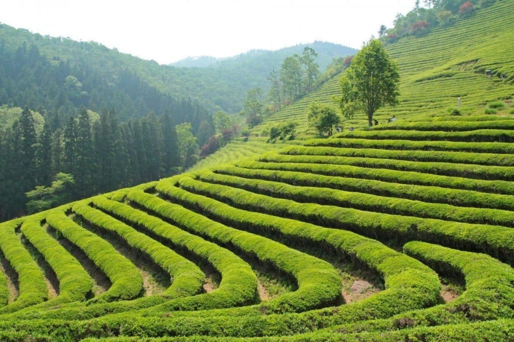 Чайные плантации Мацесты